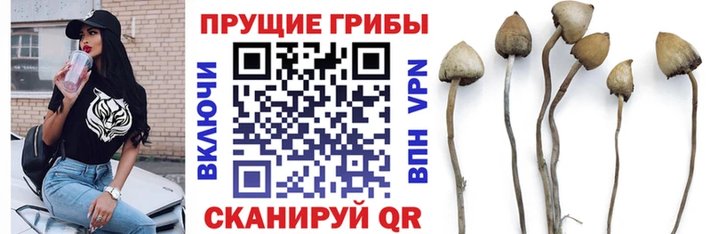 Галлюциногенные грибы Psilocybe KRAKEN ссылка Закаменск